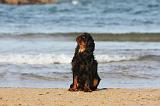 KING CHARLES SPANIEL 080